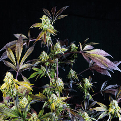 sunset sherbet fem pyramid seeds