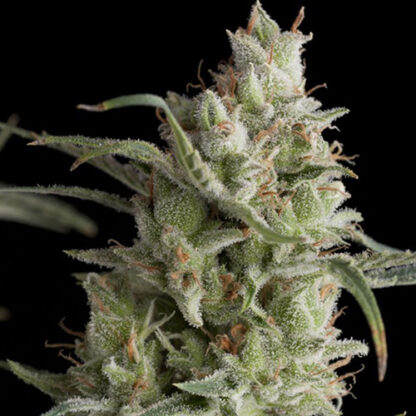 super og kush fem pyramid seeds