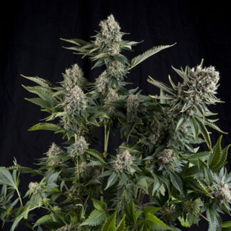 white widow fem pyramid seeds