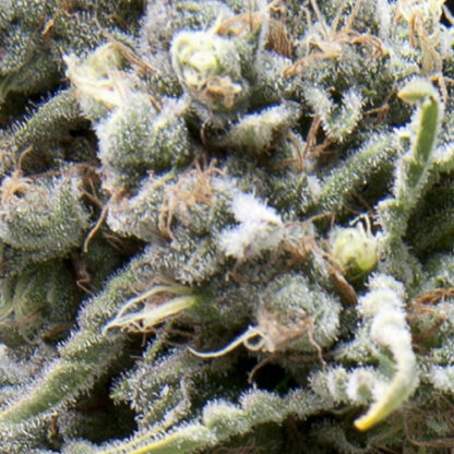 auto white widow pyramid seeds