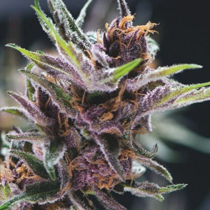 black cherry punch fem pyramid seeds