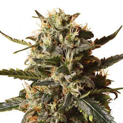 bubblegum xl fem royal queen seeds