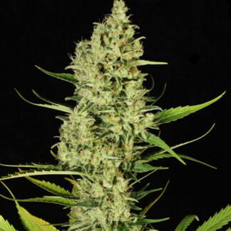 delahaze fem paradise seeds