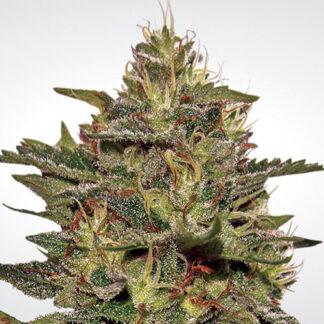 original cheese fem paradise seeds