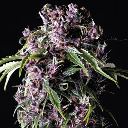 purple fem pyramid seeds