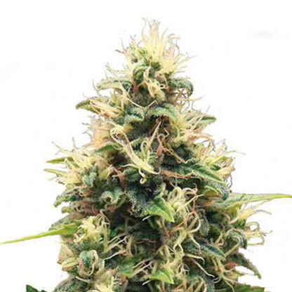 somango xl fem royal queen seeds