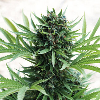 sour diesel auto humboldt semi di canapa